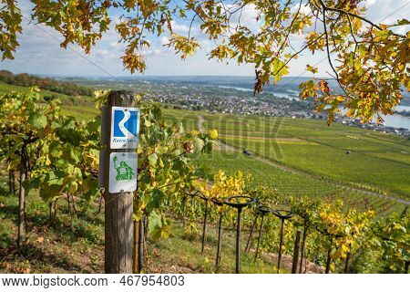 Ruedesheim, Germany - October 8, 2021: Long Distance Rheinsteig Hiking Trail With Focus On The Typic