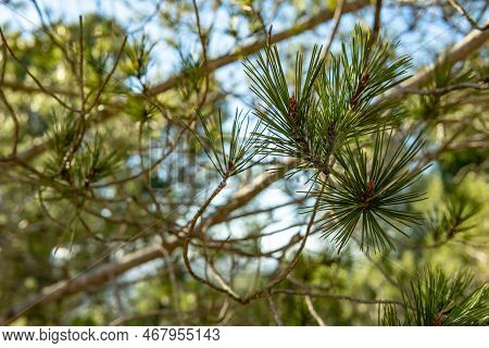 Close-up Of Leaves Of Mediterranean Pine, Pinus Halepensis, At Sunset On A Sunny Day. Island Of Mall