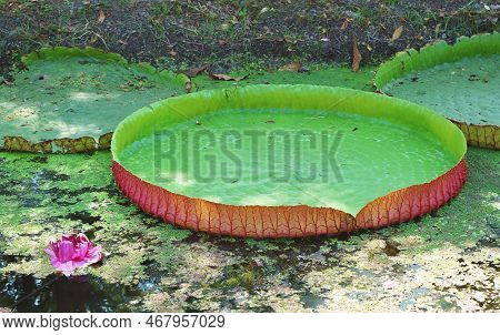 Amazing Giant Water Lily Pads Of Victoria Amazonica In A Duckweed Covered Pond