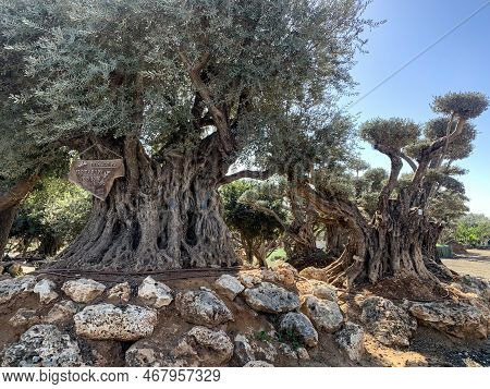 Ancient Olive Tree 3000 Years Old In Moshav Zimrat. Caption: Tree Of Wisdom. Age 3000 Years, Weight 