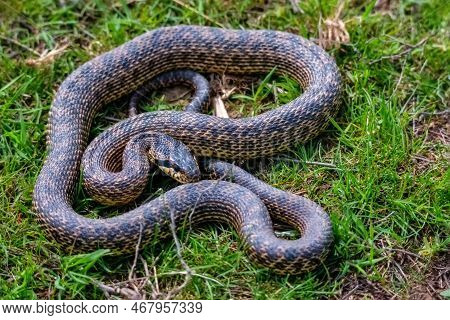 Close-up Of Blotched Snake Or Elaphe Sauromates In Grass