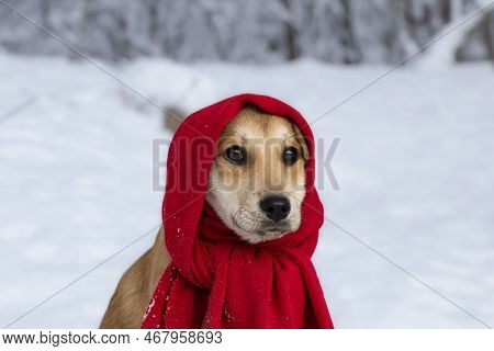Portrait Of A Funny Dog With A Scarf On His Head. There Is A White Fluffy Snow. Christmas Card, Wint