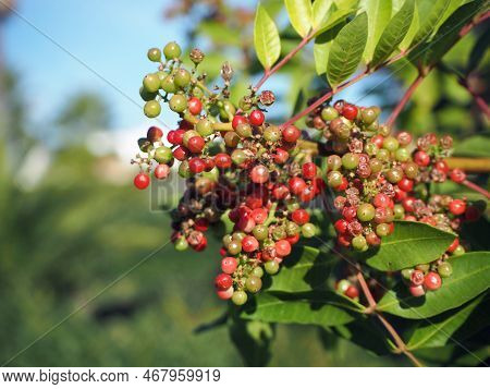 Pink Brazilian Pepper, A Branch Of A Brazilian Pepper Tree (schinus Terebinthifolia) Against Blue Sk
