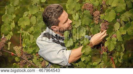 Man Harvester On Summer Harvest. Enologist Farmer Picking Up Grapevine. Vinedresser Pickup Grapes