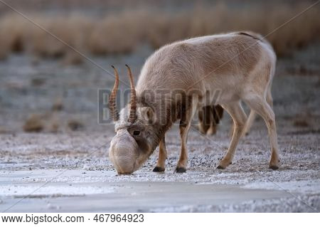 Saiga Antelope Or Saiga Tatarica Drinks In Steppe Near Waterhole In Winter