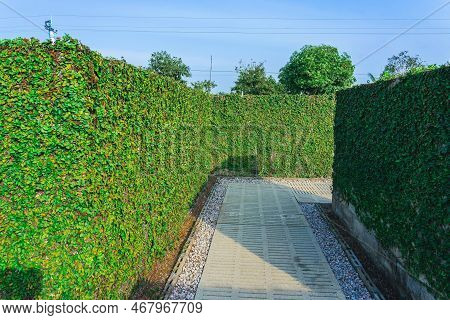Climbing Fig Or Creeping Fig (ficus Pumila) The Ivy Plants Are Creeping Up On Concrete Wall In Garde