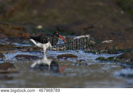 Magellanic Oystercatcher (haematopus Leucopodus) Searching For Food Along The Coast Of Carcass Islan