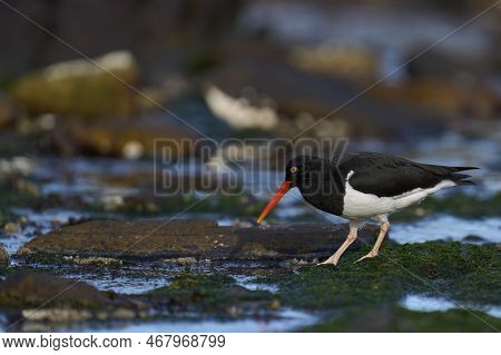Magellanic Oystercatcher (haematopus Leucopodus) Searching For Food Along The Coast Of Carcass Islan