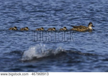 Crested Duck (lophonetta Specularioides Specularioides) With Recently Hatched Chicks Swimming Along 