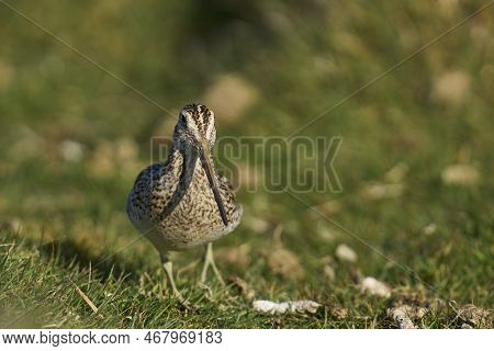 Magellanic Snipe (gallinago Paraguaiae Magellanica) Looking For Food On Carcass Island In The Falkla