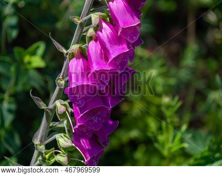 Inflorescence Of Foxglove Flowers Close-up. Beautiful Purple Flowers. Digitalis Is A Genus Of Herbac