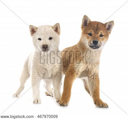 Young Shiba Inus In Front Of White Background
