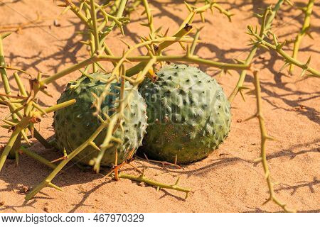 African Horned Cucumber, Kiwano. An Annual Vine In The Cucumber And Melon Family, Traditional Food P