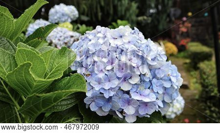French Hydrangea Or Hydrangea Macrophylla Or Nikko Blue Blooming In The Garden.