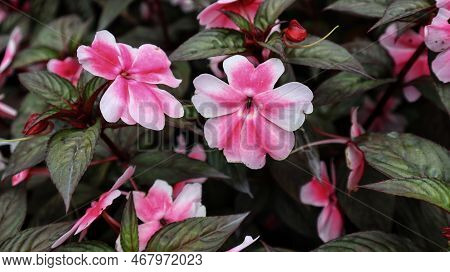 Beautiful Sunpatien Impatient Pink Flower Blooming At The Garden.