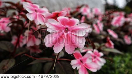 Beautiful Sunpatien Impatient Pink Flower Blooming At The Garden.