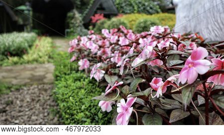 Beautiful Sunpatien Impatient Pink Flower Blooming At The Garden.