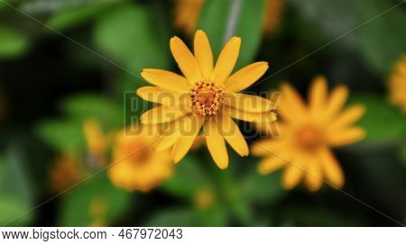 Melampodium Plant Yellow Flower And Green Leaves Blooming At The Garden.