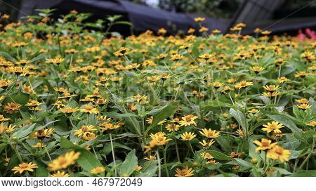 Field Of Melampodium Plant Yellow Flower And Green Leaves Blooming At The Garden.
