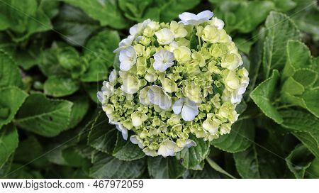 French Hydrangea Or Hydrangea Macrophylla Or Nikko Green Blooming In The Garden.