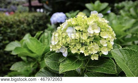French Hydrangea Or Hydrangea Macrophylla Or Nikko Green Blooming In The Garden.