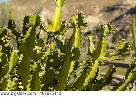 Colorful Euphorbia Lactea Cactus Plant In Almeria, Spain