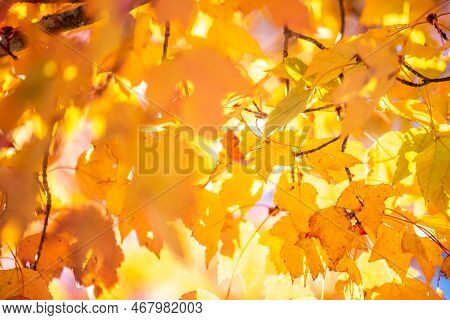 Autumnal Park. Autumn Trees And Leaves. Fall
