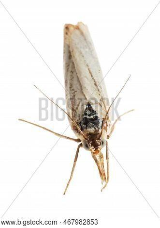 Single Chrysoteuchia Culmella Moth Isolated On White