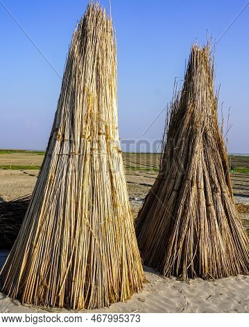 A Bounch Of Jute Stalks Laid For Sun Drying. Jute Cultivation In Bangladesh, Dry Jute Stem Image.