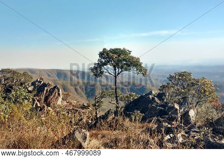 Small Tree Among Bushes And Rocks On Top Of The Mountain, With The Valley In The Background.