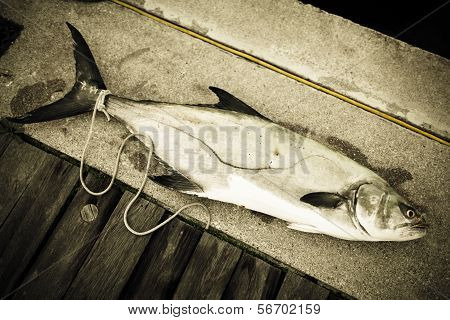 Amberjack ( Seriola Lalandi)