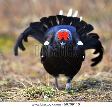 Portrait Of A Lekking Black Grouse