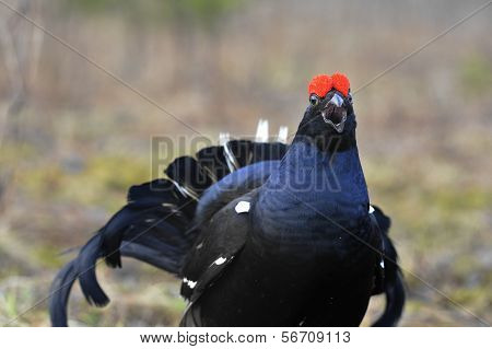 Portrait Of A Lekking Black Grouse