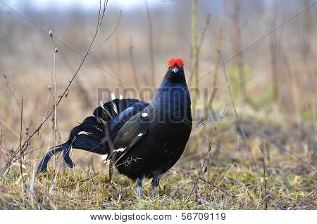 Portrait Of A Lekking Black Grouse