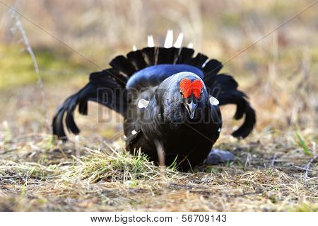 Portrait Of A Lekking Black Grouse