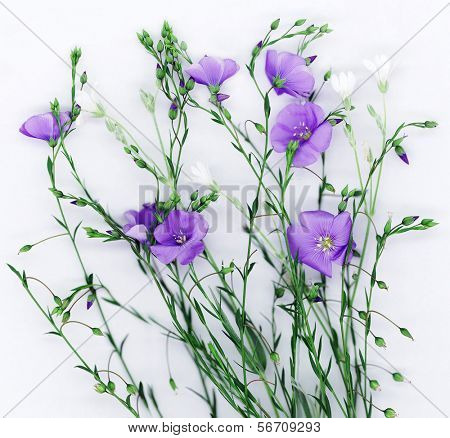 Lindas flores de linho em fundo branco