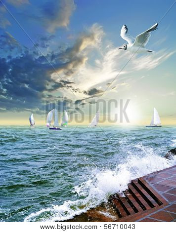    sejlsport regatta