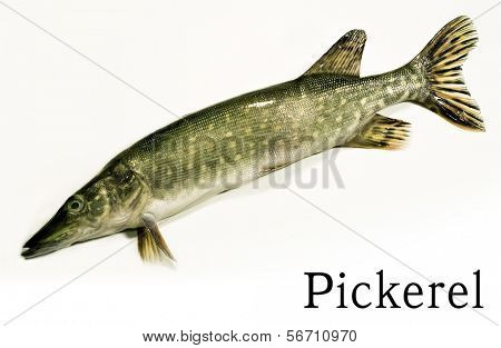 pickerel