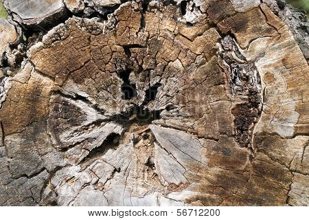 Consistenza del legno vecchio