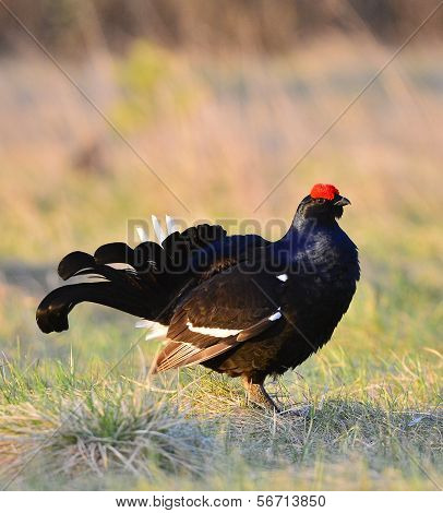 Portrait Of A Lekking Black Grouse