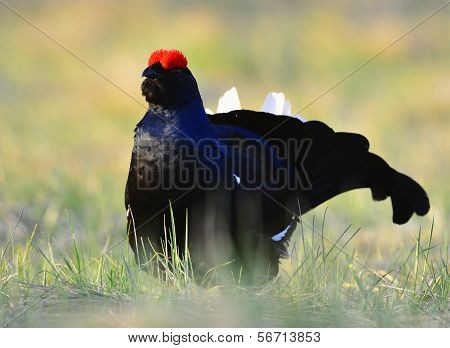 Portrait Of A Lekking Black Grouse