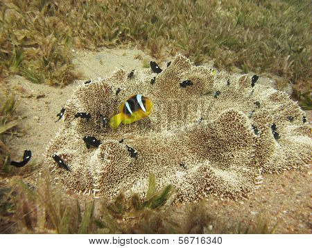 Anemonefish