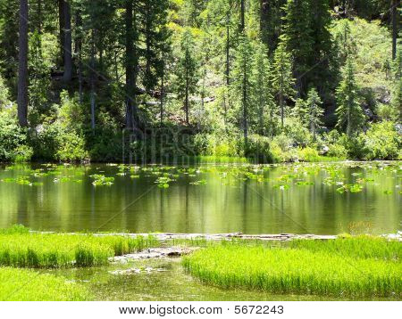 Jezero Eleanor lilie podložky