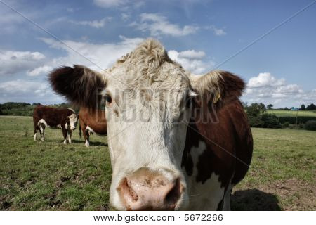 Mucca