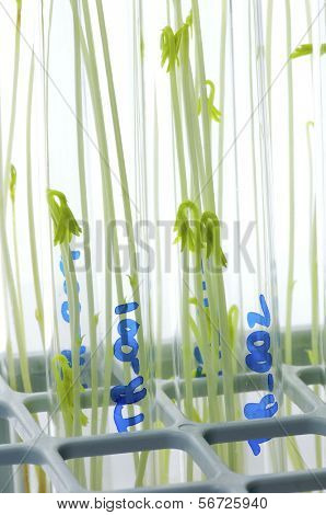 cultivo da sonda de alimentos GM