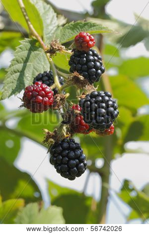 Blackberry (Rubus Sectio Rubus)