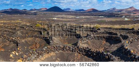 Viticulture winery Lanzarote.
