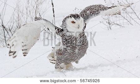 Snowy Owl
