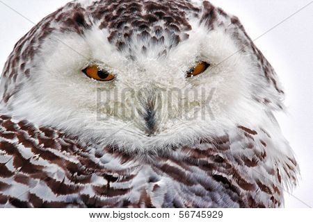 Snowy owl