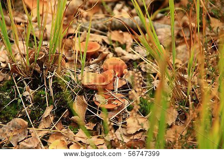 brown-red toadstool